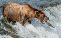 386 - BROWN BEAR FISHING 02 - CHEUNG KOON NAM - hong kong